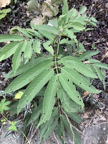 Sambucus javanica (Sambucus javanica)