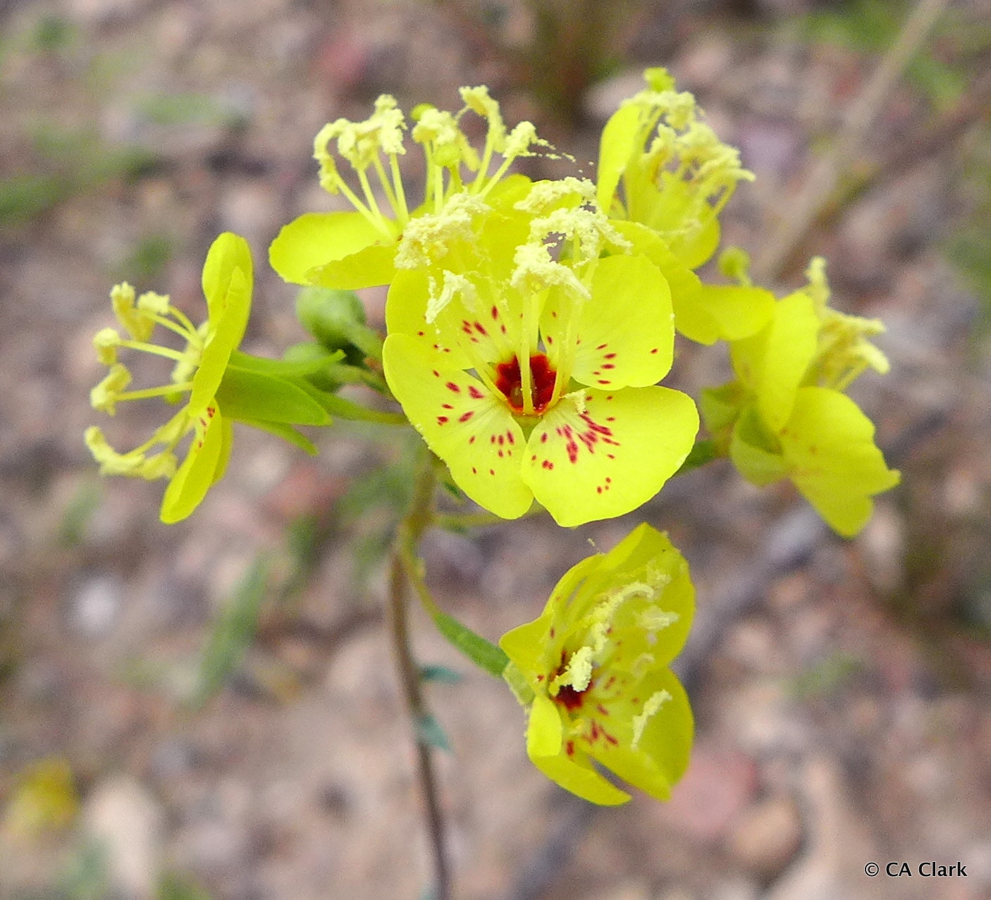 Chylismia munzii