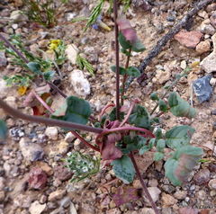 Chylismia munzii