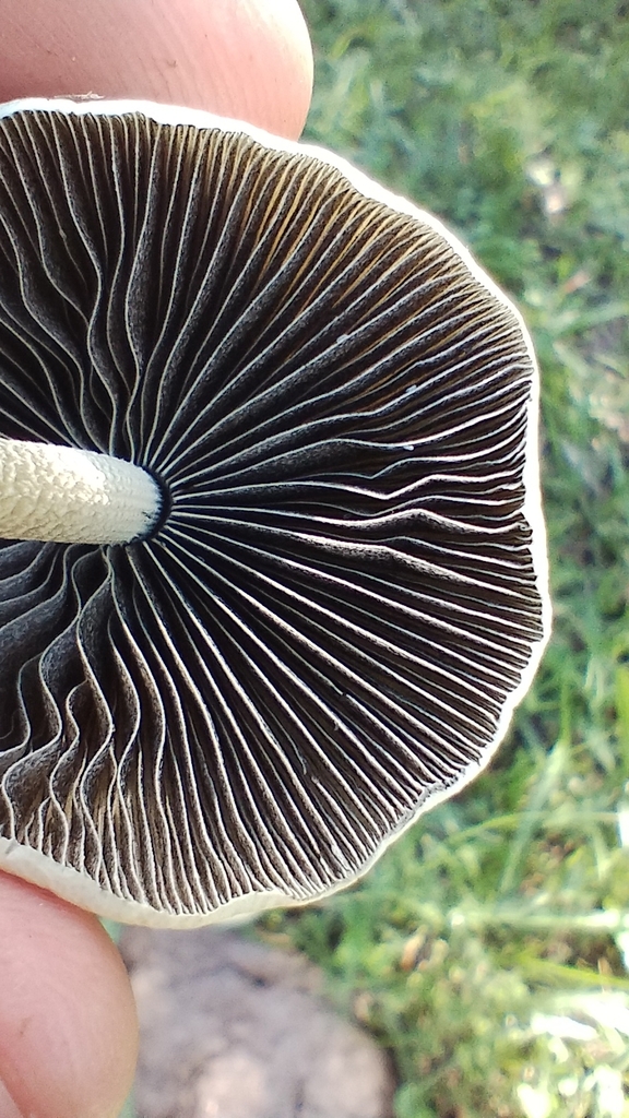 Panaeolus antillarum · April 2023 · photo: © luiscapeletti (iNaturalist, cc0)