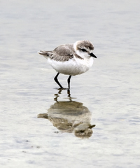 Charadrius marginatus