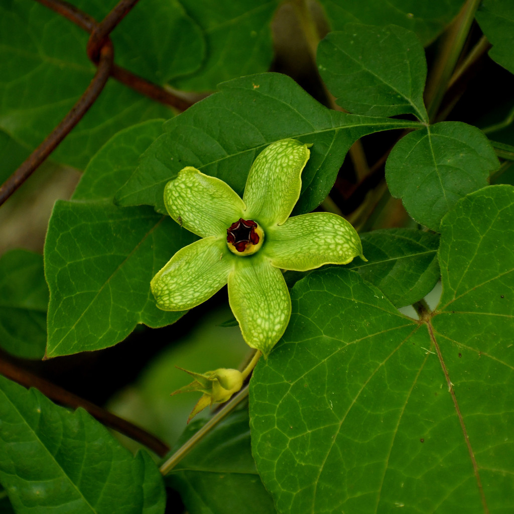 Gonolobus erianthus