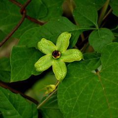 Gonolobus erianthus