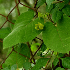 Gonolobus erianthus
