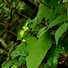 Gonolobus erianthus