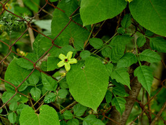 Gonolobus erianthus