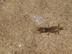 Neoscapteriscus vicinus