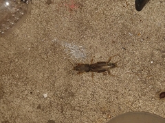 Neoscapteriscus vicinus