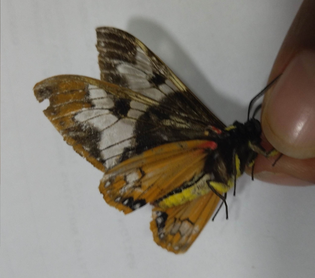 Dysschema zeladon