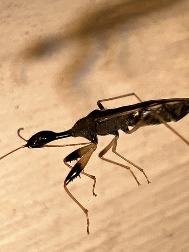 Long-necked Seed Bug photo 6