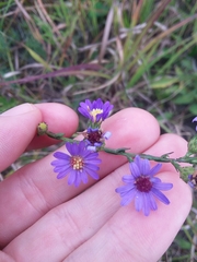 Symphyotrichum laeve concinnum