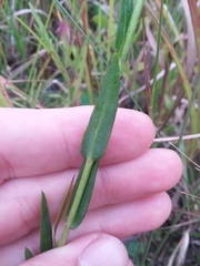 Symphyotrichum laeve concinnum