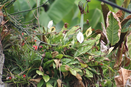 Spathiphyllum wallisii