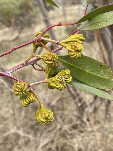 Eucalyptus corrugata