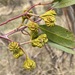 Eucalyptus corrugata - Photo (c) Dean Nicolle, some rights reserved (CC BY-NC), uploaded by Dean Nicolle