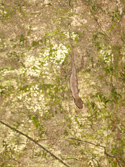 Anolis osa