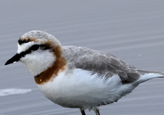 Charadrius pallidus