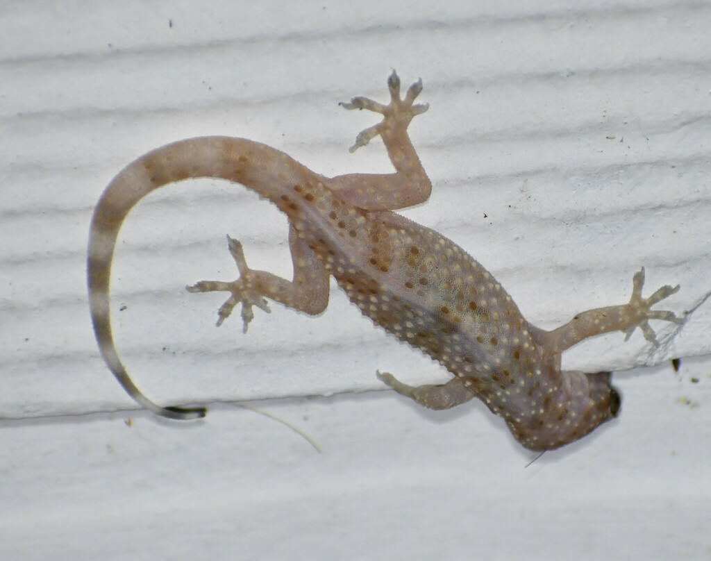 Mediterranean House Gecko from South Side, Corpus Christi, TX, USA on ...