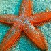 Spiny Sand Star - Photo (c) Alistair D. Dove, some rights reserved (CC BY-NC), uploaded by Alistair D. Dove