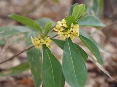 Daphne jezoensis, photograph ITÔ, Hiroki, CC BY, iNaturalist via GBIF