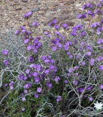 Phacelia vallis-mortae