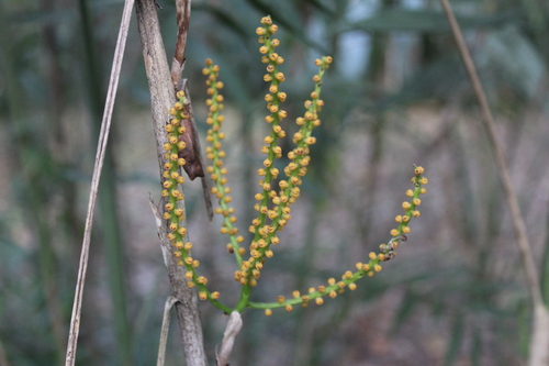 Chamaedorea seifrizii