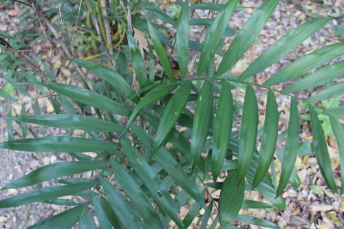 Chamaedorea seifrizii