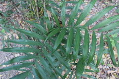 Bamboo Palm (Chamaedorea seifrizii)