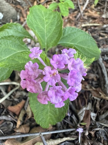 Lantana montevidensis observed 2023-04-14