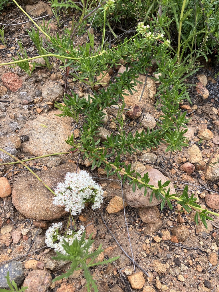 California Buckwheat from Scripps Ranch, San Diego, CA, USA on April 14