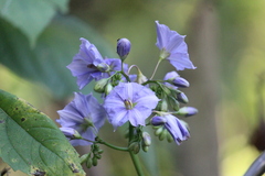 Velvet Nightshade (Solanum wendlandii)
