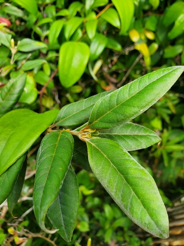 Rhodomyrtus sericea, 2023-04-10