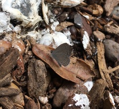 Celastrina echo cinerea