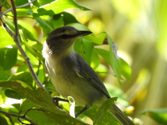 Vireo magister