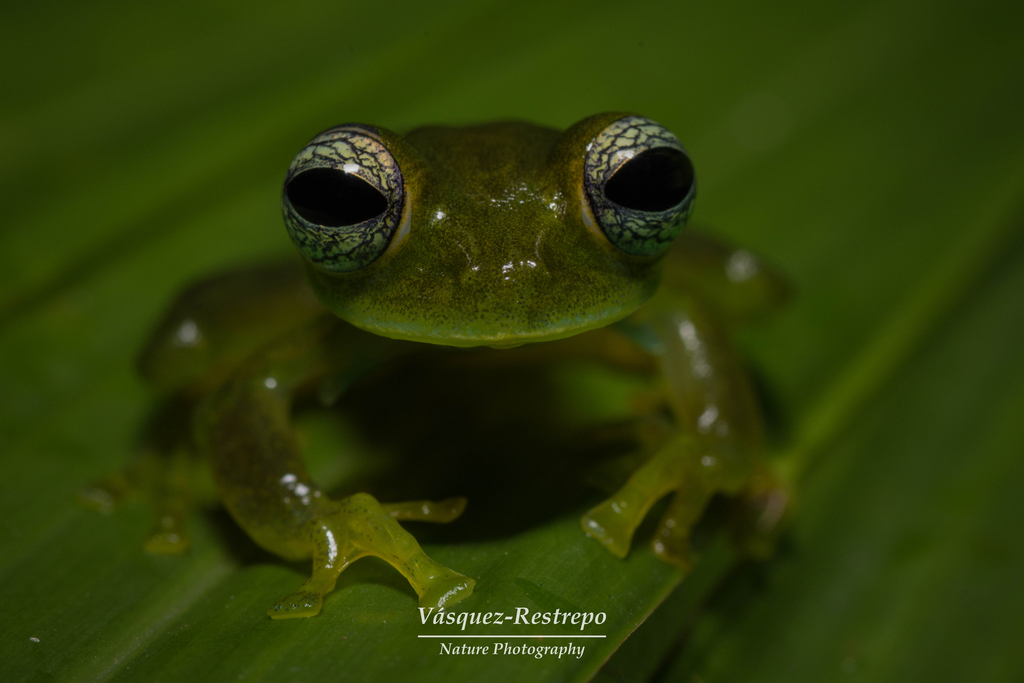 Beautiful-Eyes Glassfrog