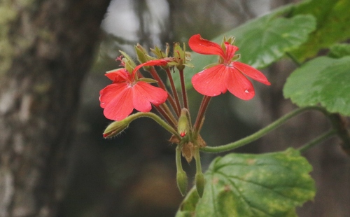 Pelargonium hortorum observed 2018-09-14