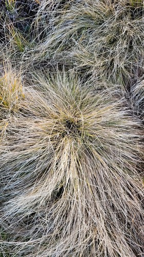 Carex muelleri