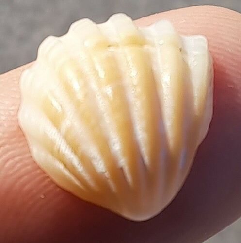 Trigoniocardia granifera