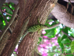Sceloporus taeniocnemis