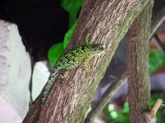Sceloporus taeniocnemis