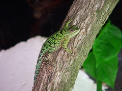 Sceloporus taeniocnemis
