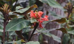 Hedychium greenii