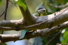 Ptilinopus melanospilus