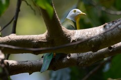 Ptilinopus melanospilus