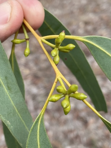 Eucalyptus mannifera ssp. gullickii