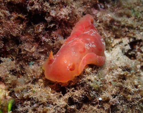 Yellow-margined Spanish Dancer
