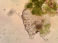 Micarea prasina