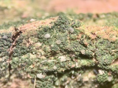 Micarea prasina