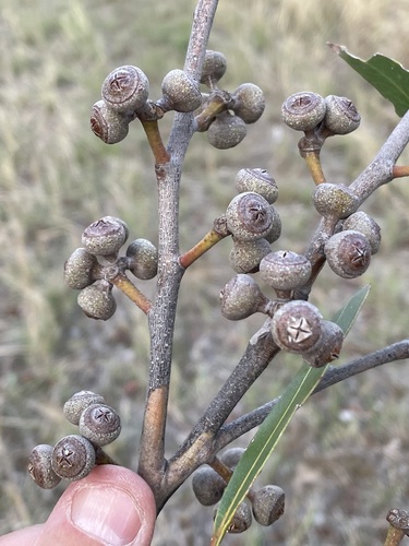 Eucalyptus prominula