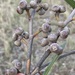 Eucalyptus prominula - Photo (c) Dean Nicolle, alguns direitos reservados (CC BY-NC), uploaded by Dean Nicolle